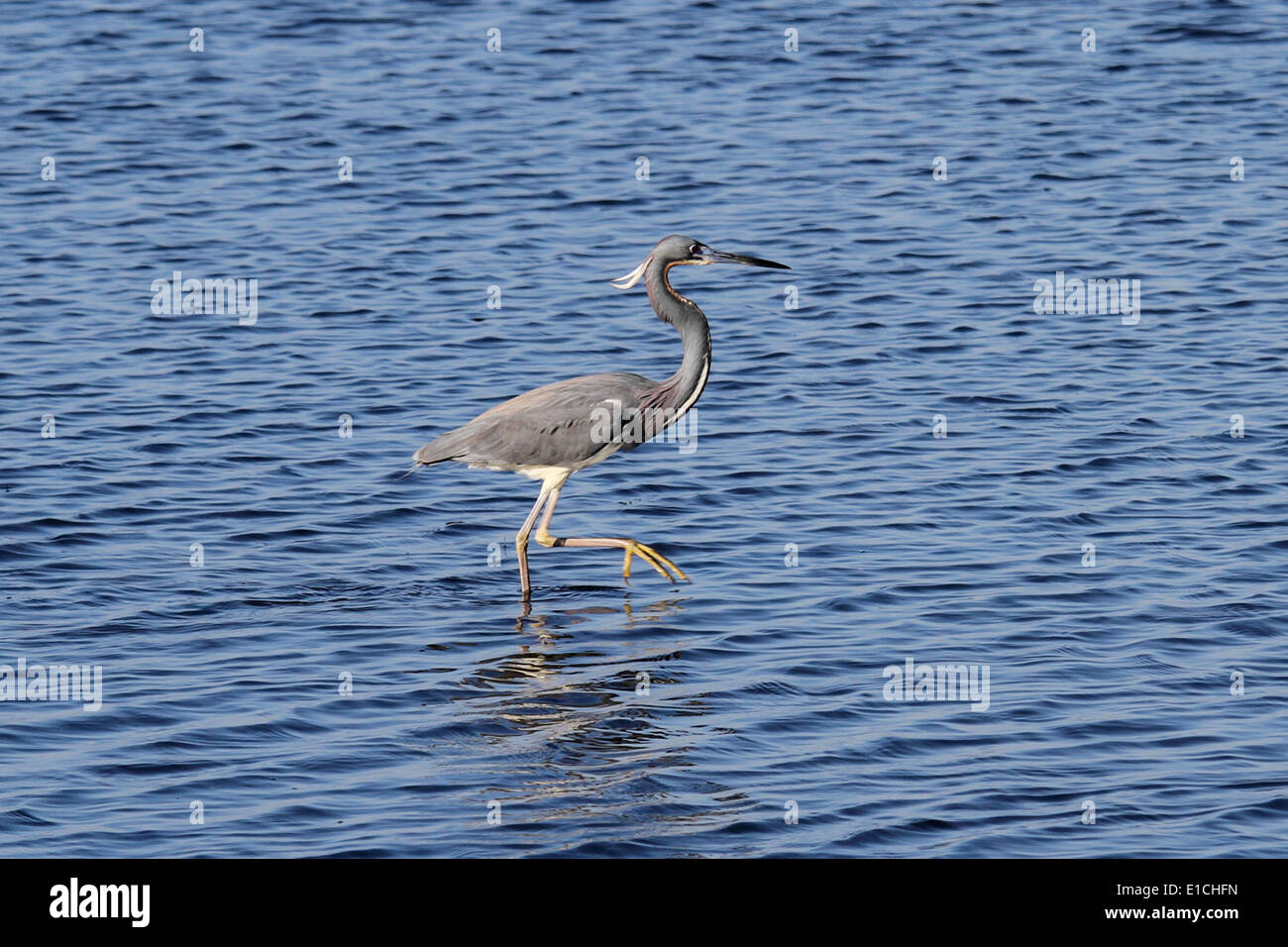 Tricolored Heron Stock Photo
