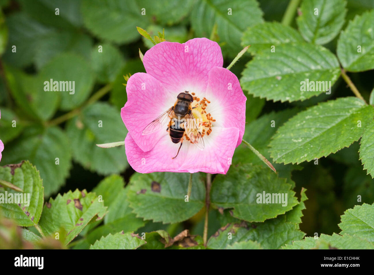 Hoverfly (Eristalis sp. ) on Wild Rose flower (Rosa canina). Stock Photo