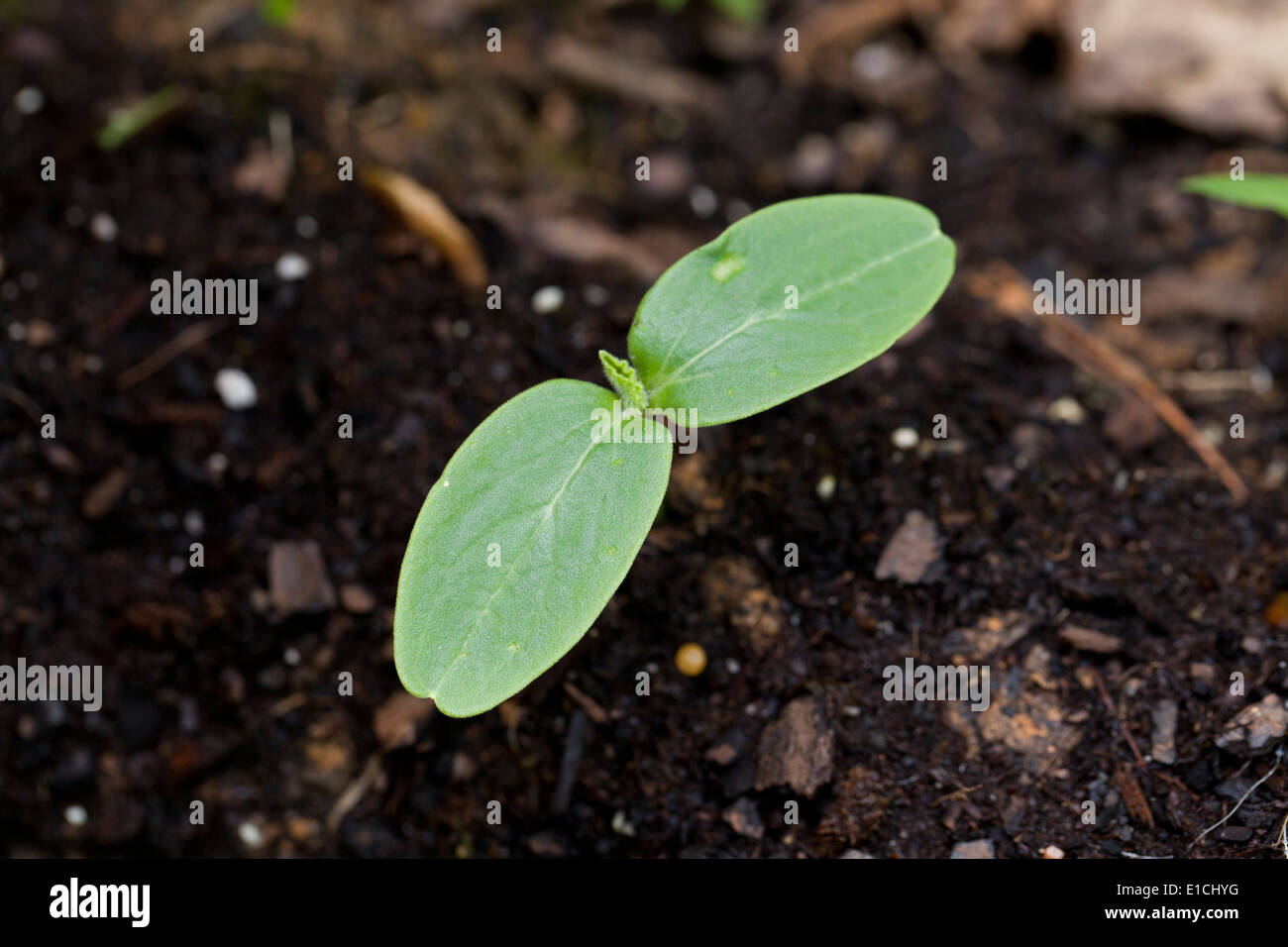 Seed leaf (cotyledon) Stock Photo