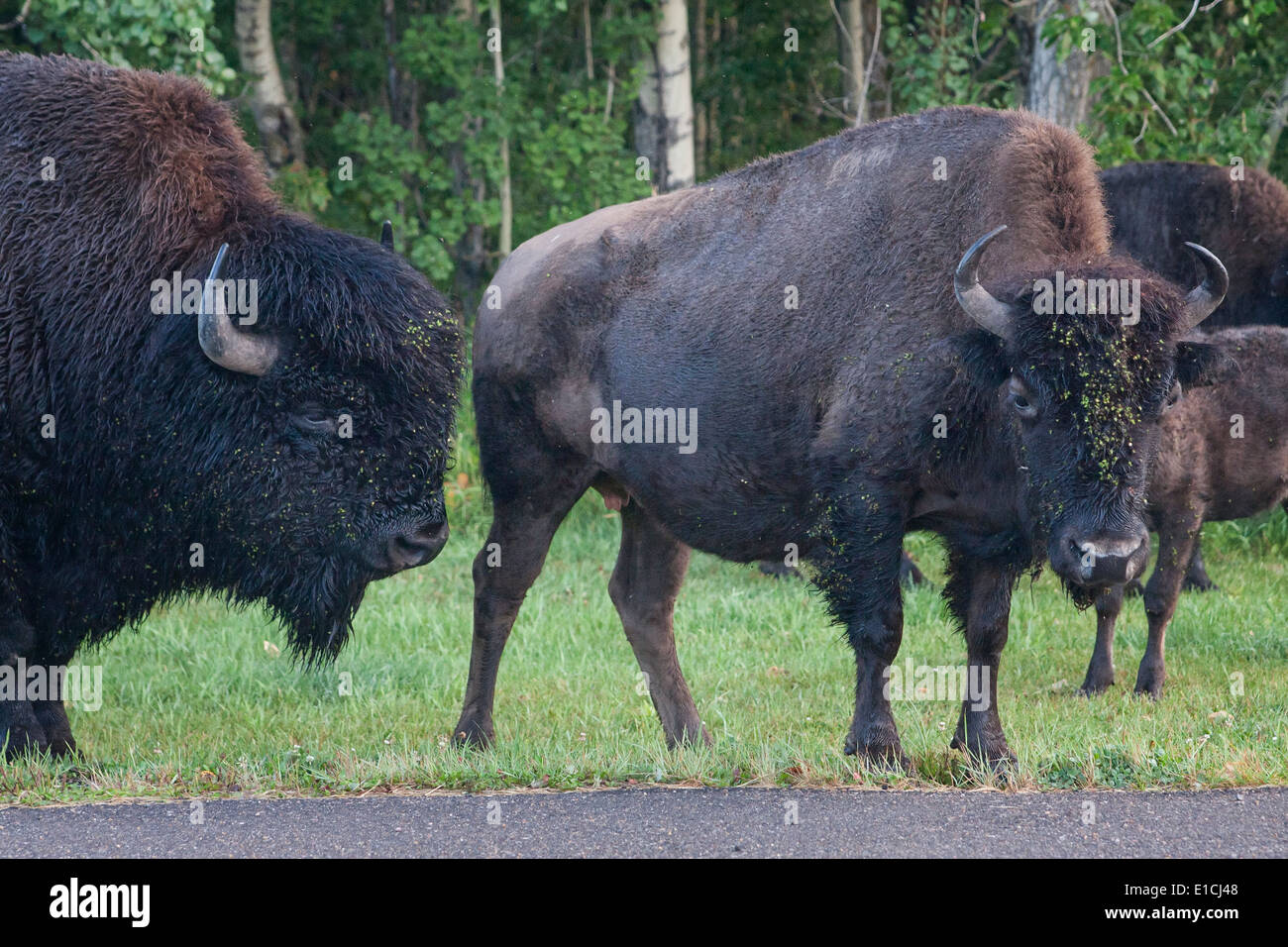 Two bison bulls stand next to a road in Elk Island National Park. Stock Photo