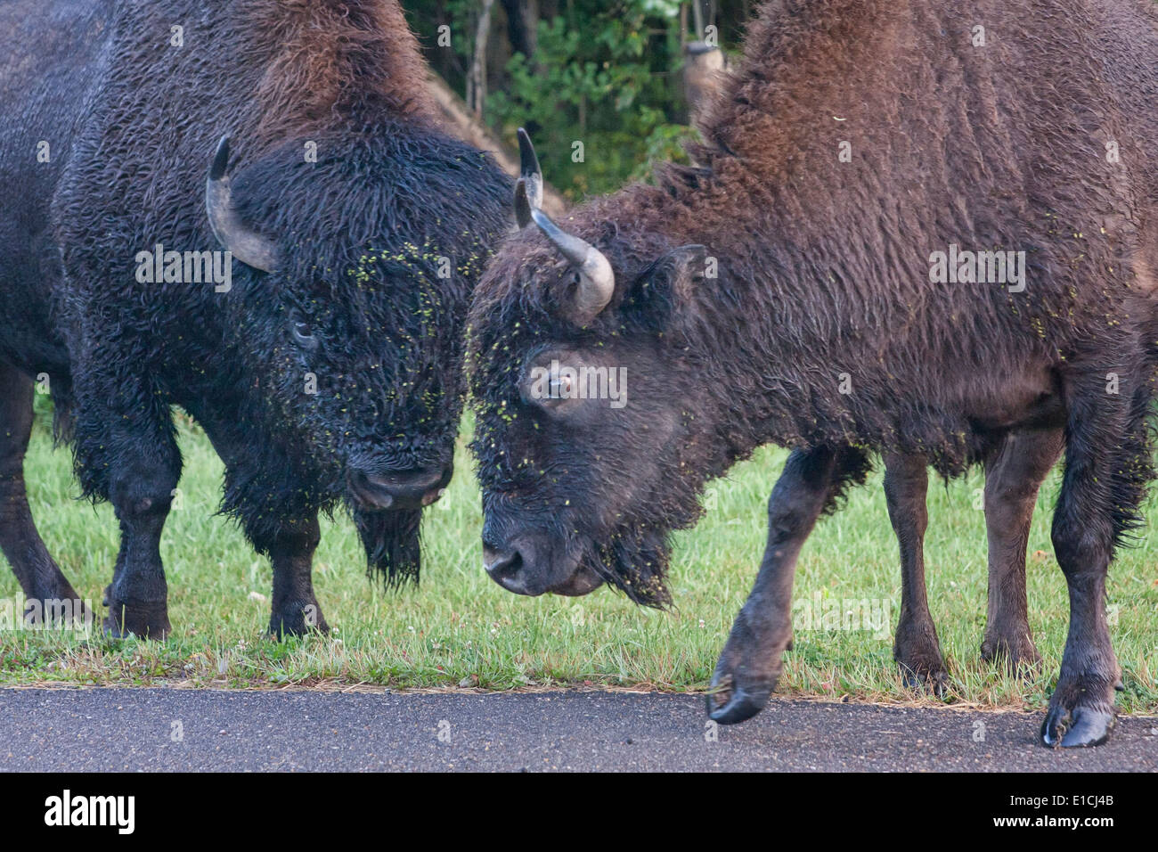 Two bison bulls stand on a road in Elk Island National Park. Stock Photo