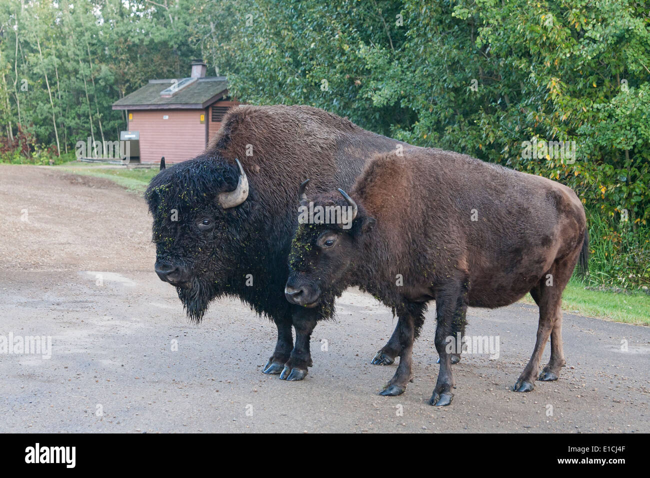 Two bison bulls stand on a road in Elk Island National Park. Stock Photo