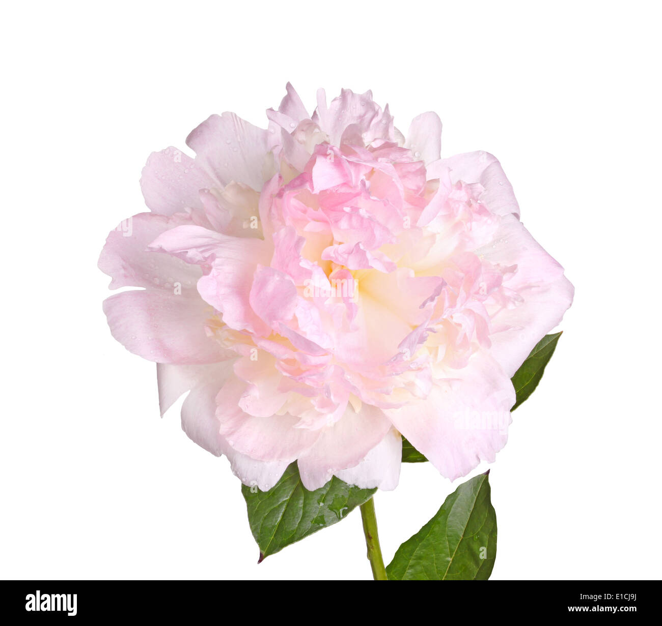Pink and white peony flower, stem and leaf isolated Stock Photo - Alamy