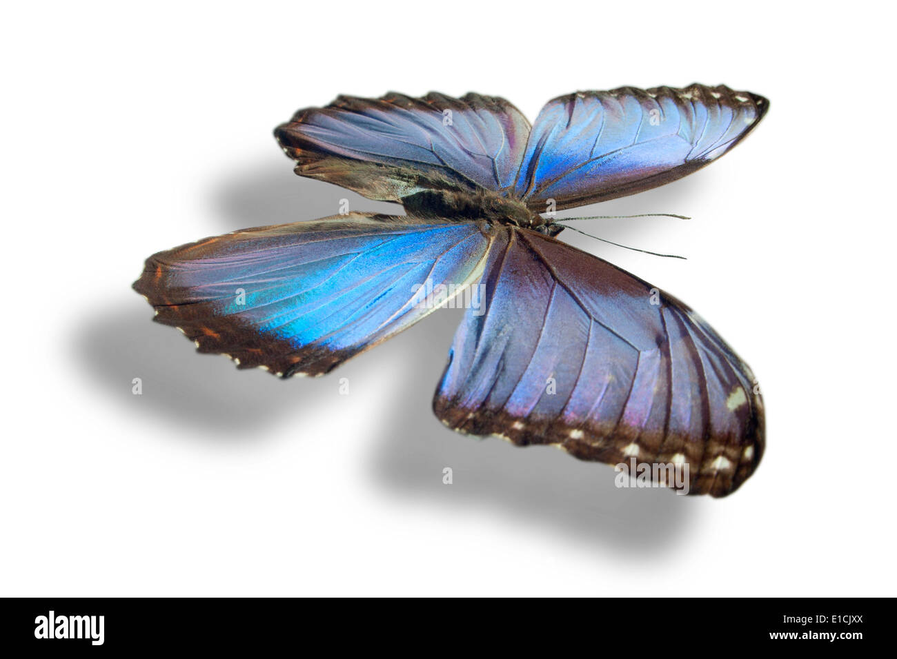 Butterfly isolated on white background Stock Photo - Alamy