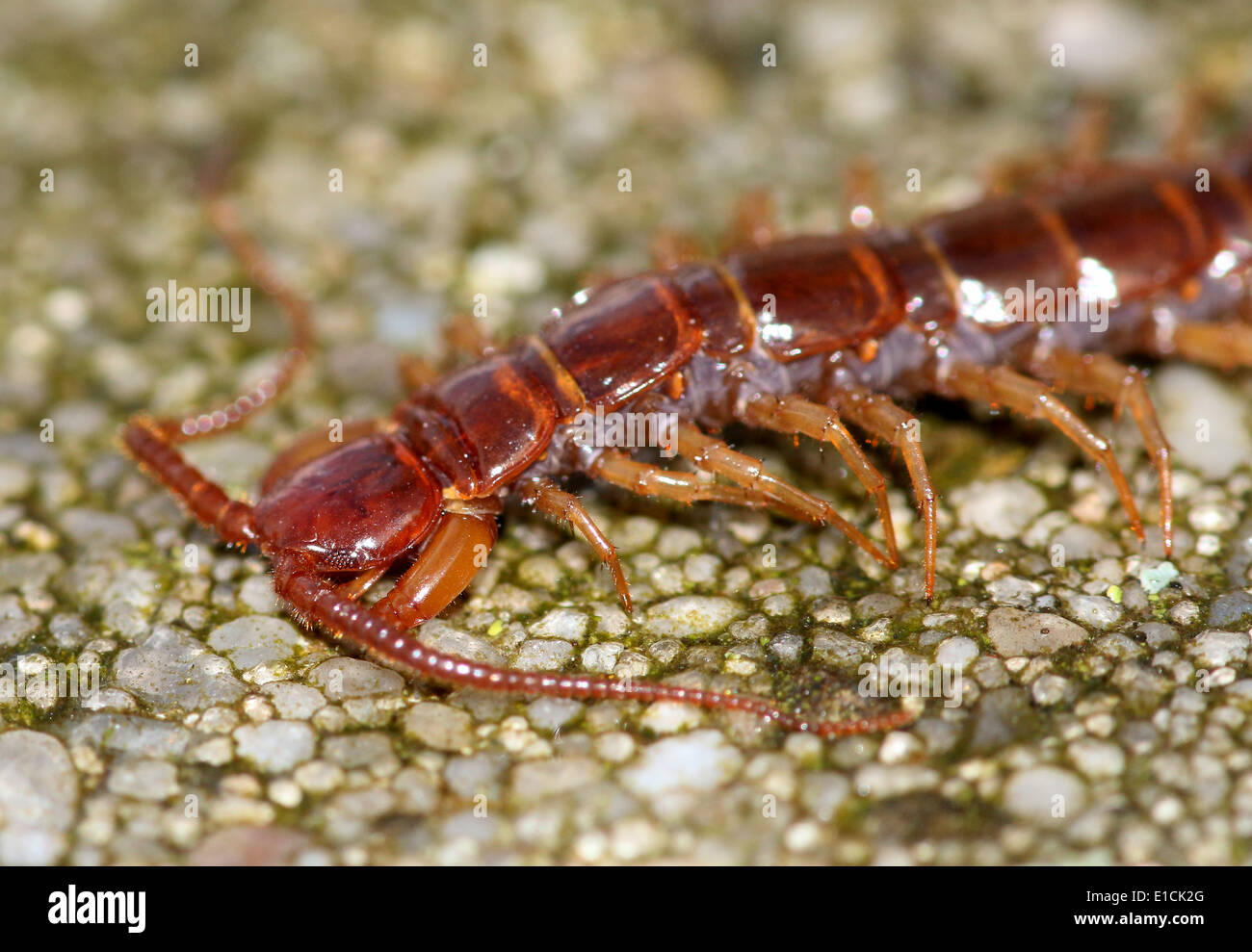 European brown centipede or  stone centipede (Lithobius forficatus) macro close-up Stock Photo