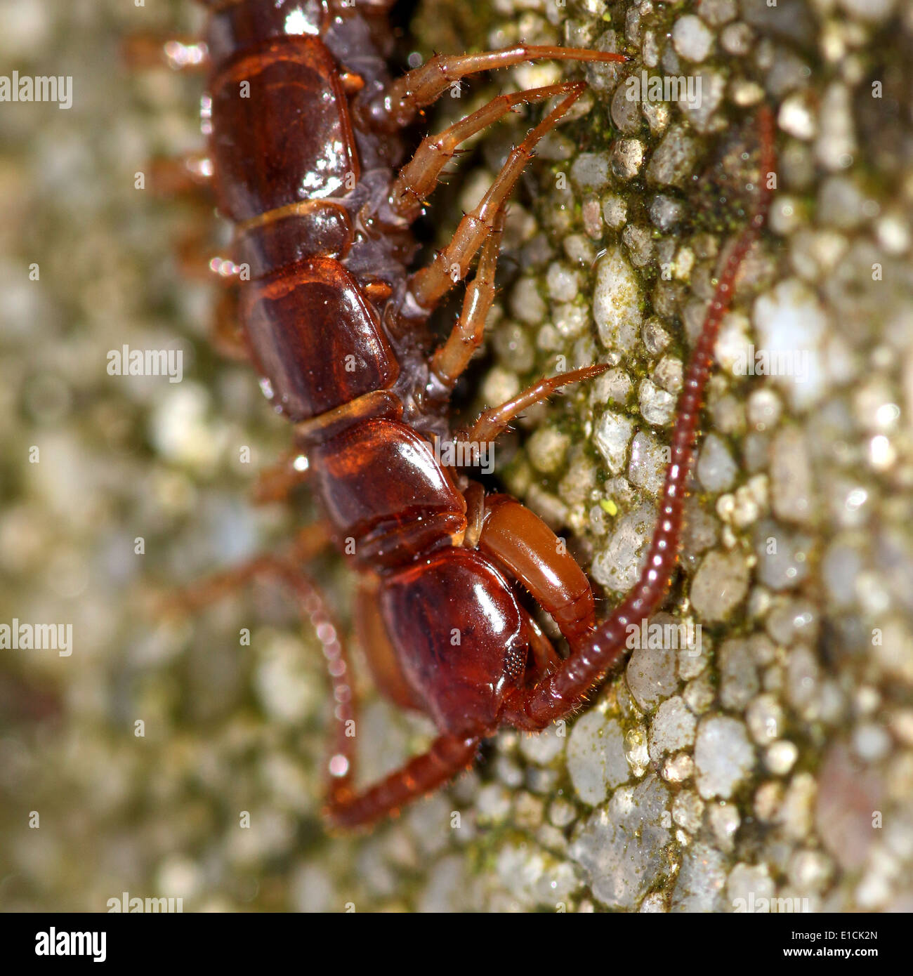 European brown centipede or  stone centipede (Lithobius forficatus) macro close-up Stock Photo