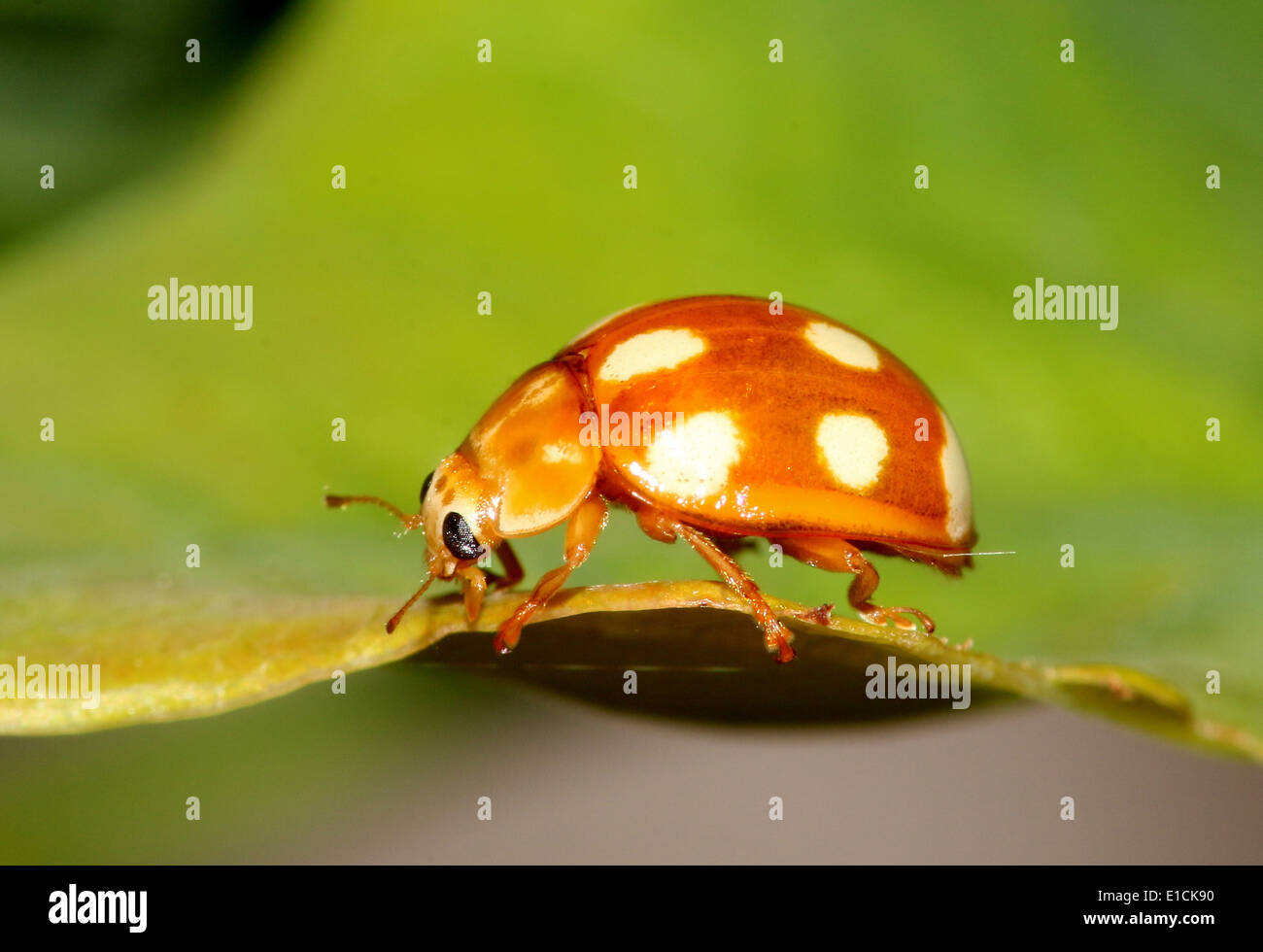 The minute orange 10 spot ladybird / ladybug (Calvia decemguttata) Stock Photo