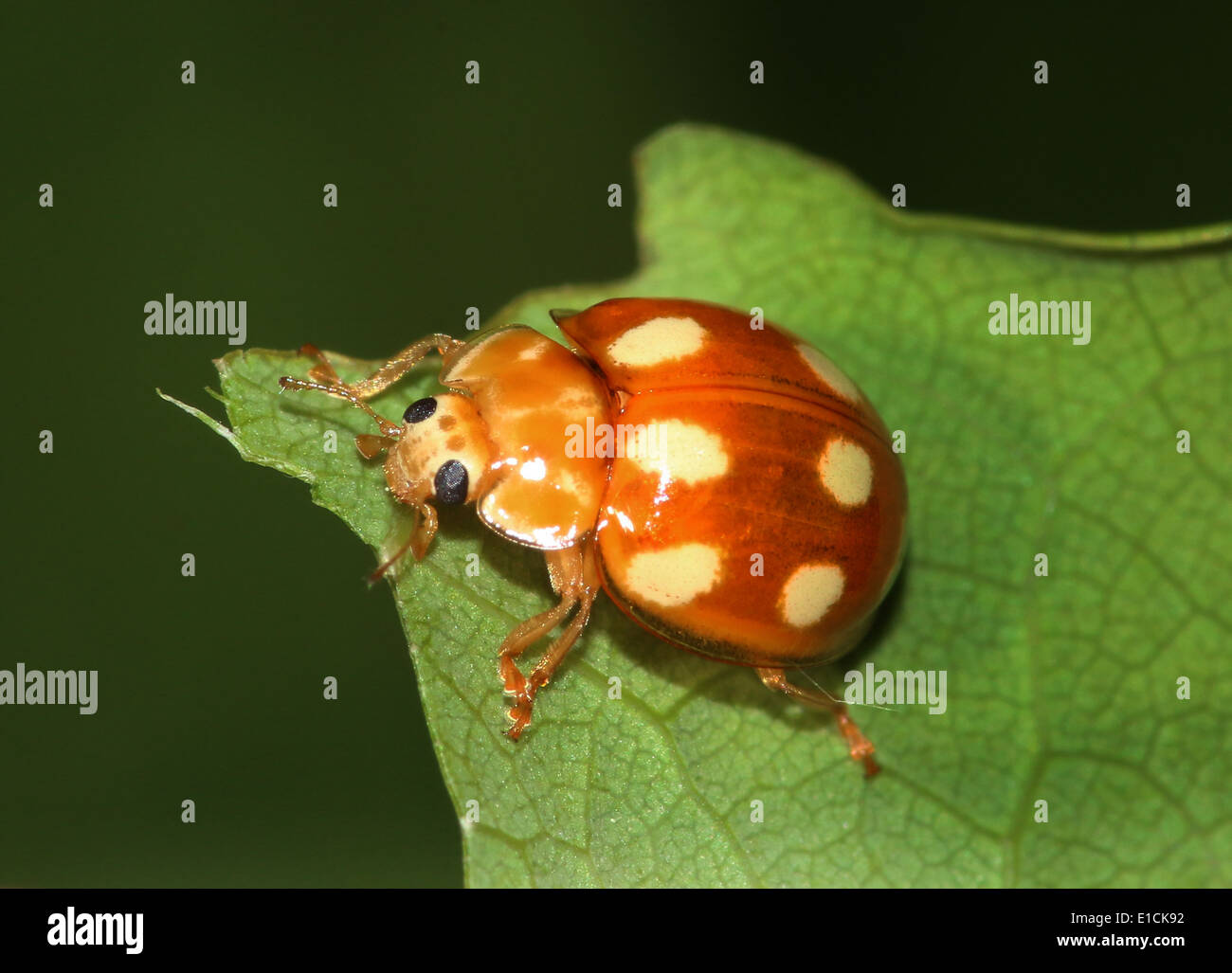The minute orange 10 spot ladybird / ladybug (Calvia decemguttata) Stock Photo