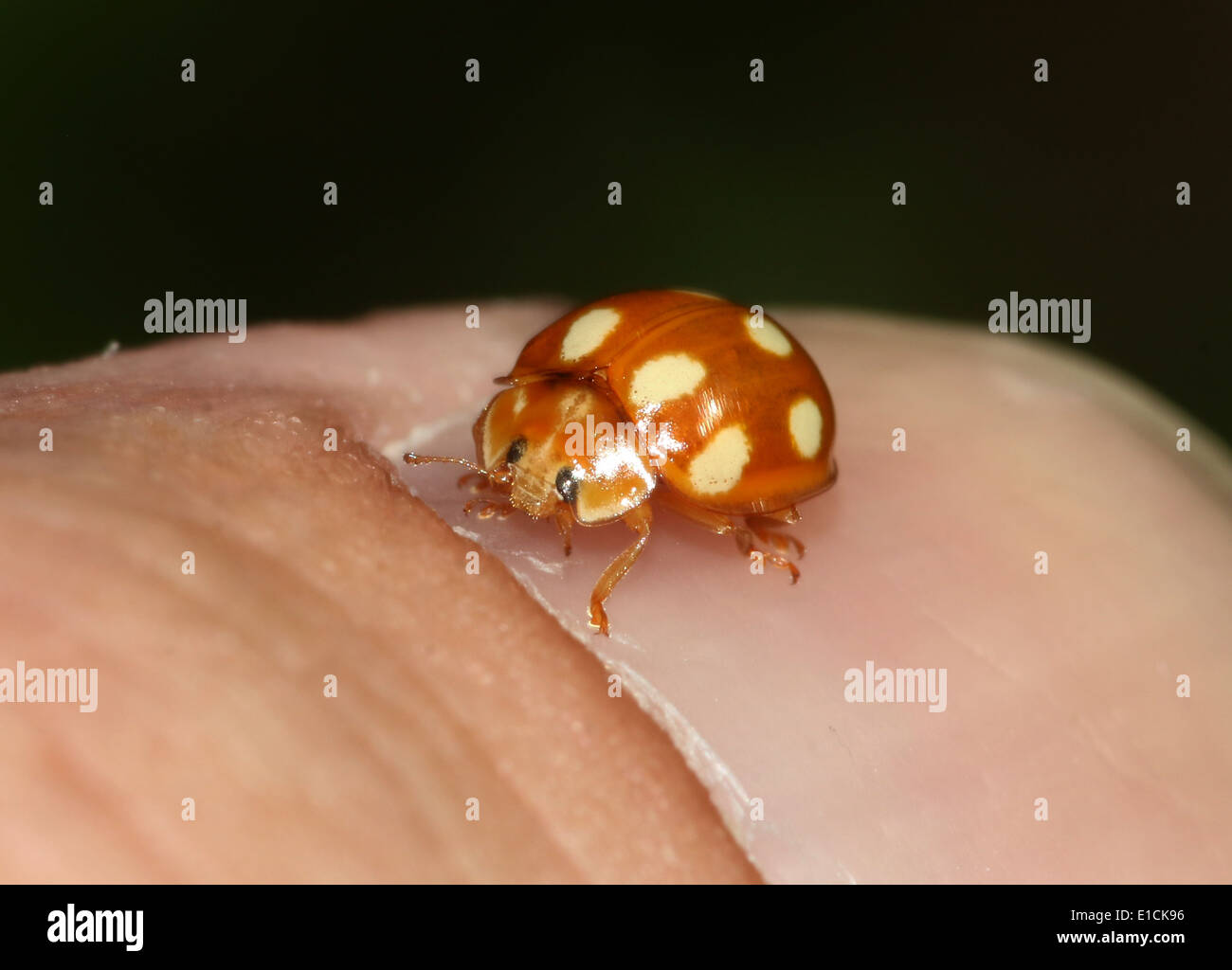 The minute orange 10 spot ladybird / ladybug (Calvia decemguttata) posing on my thumbnail Stock Photo
