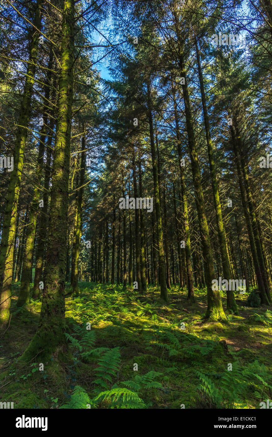 Larch forest in early morning. Woodland floor example. Carbon capture concept. Stock Photo