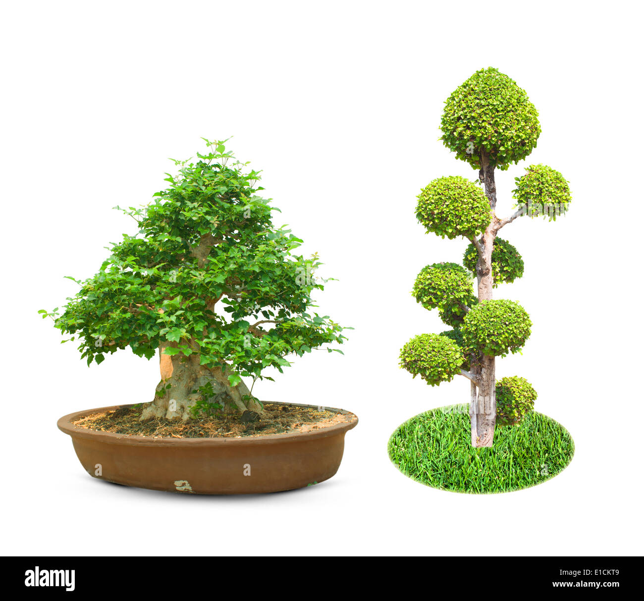 bonsai tree isolated on a white background Stock Photo - Alamy