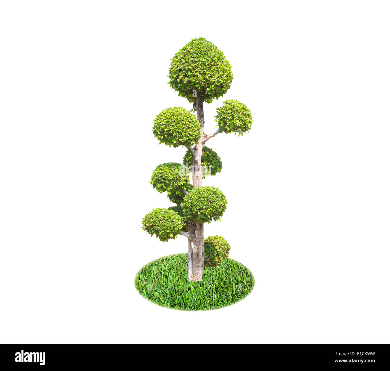 bonsai tree isolated on a white background Stock Photo - Alamy