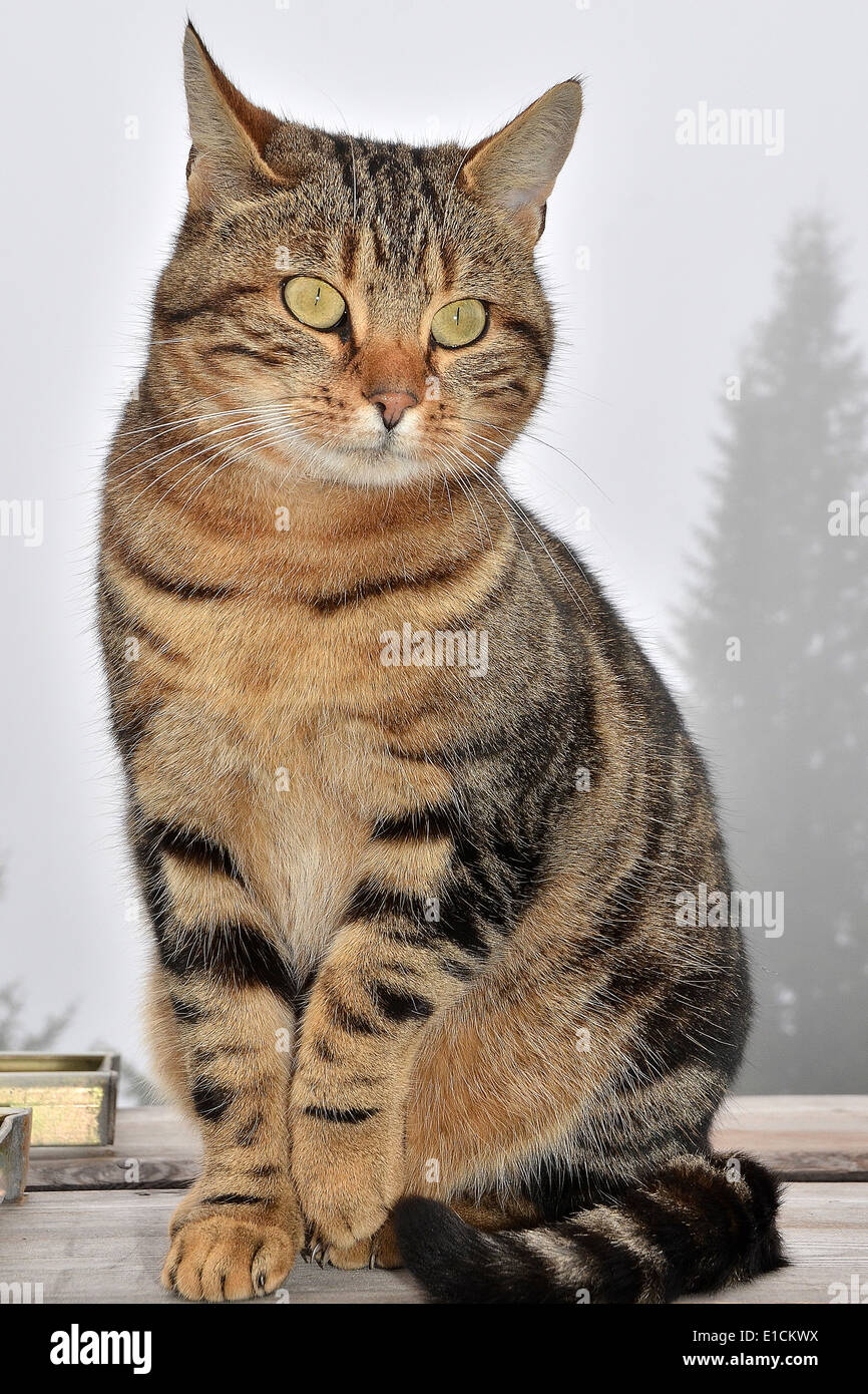Beautiful cat in Engelberg, Schweiz Stock Photo
