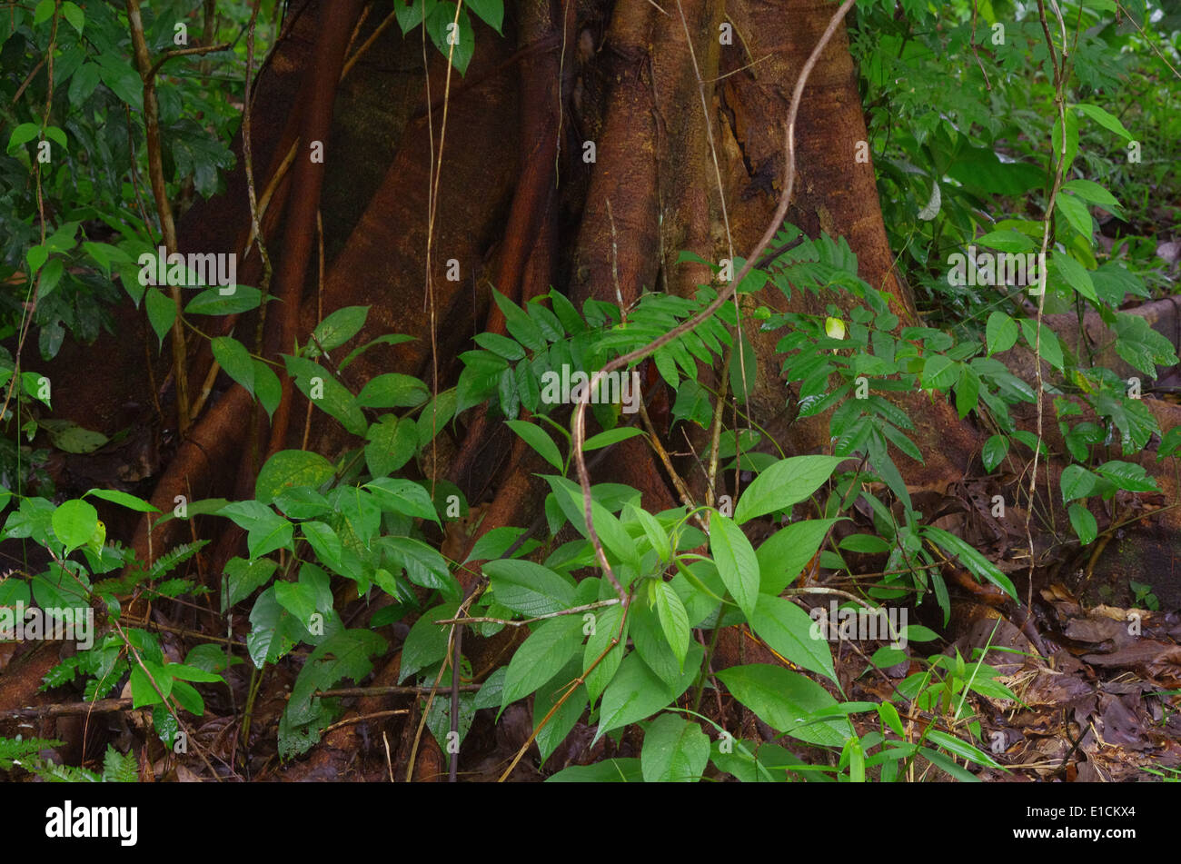 Iquitos rain forest hi-res stock photography and images - Alamy