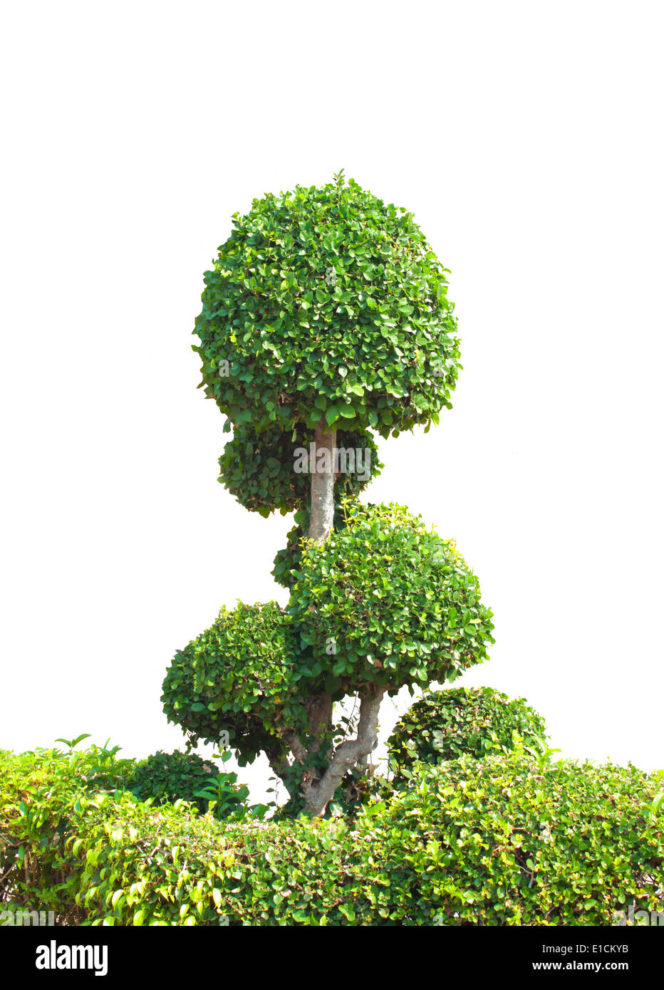 bonsai tree isolated on a white background Stock Photo - Alamy