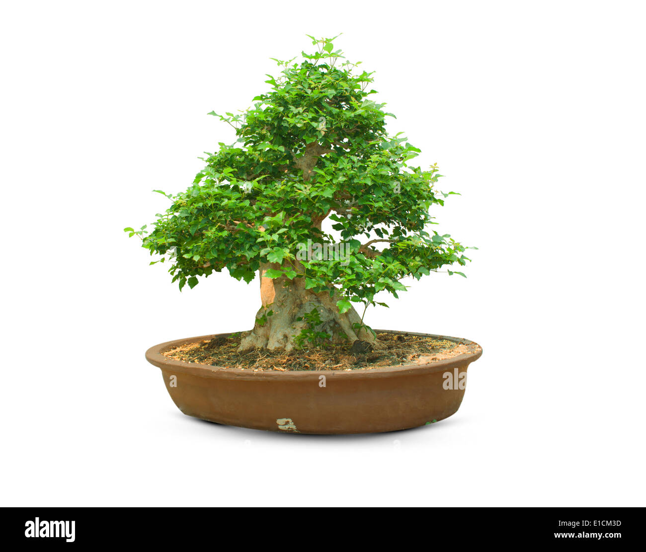 bonsai tree isolated on a white background Stock Photo - Alamy