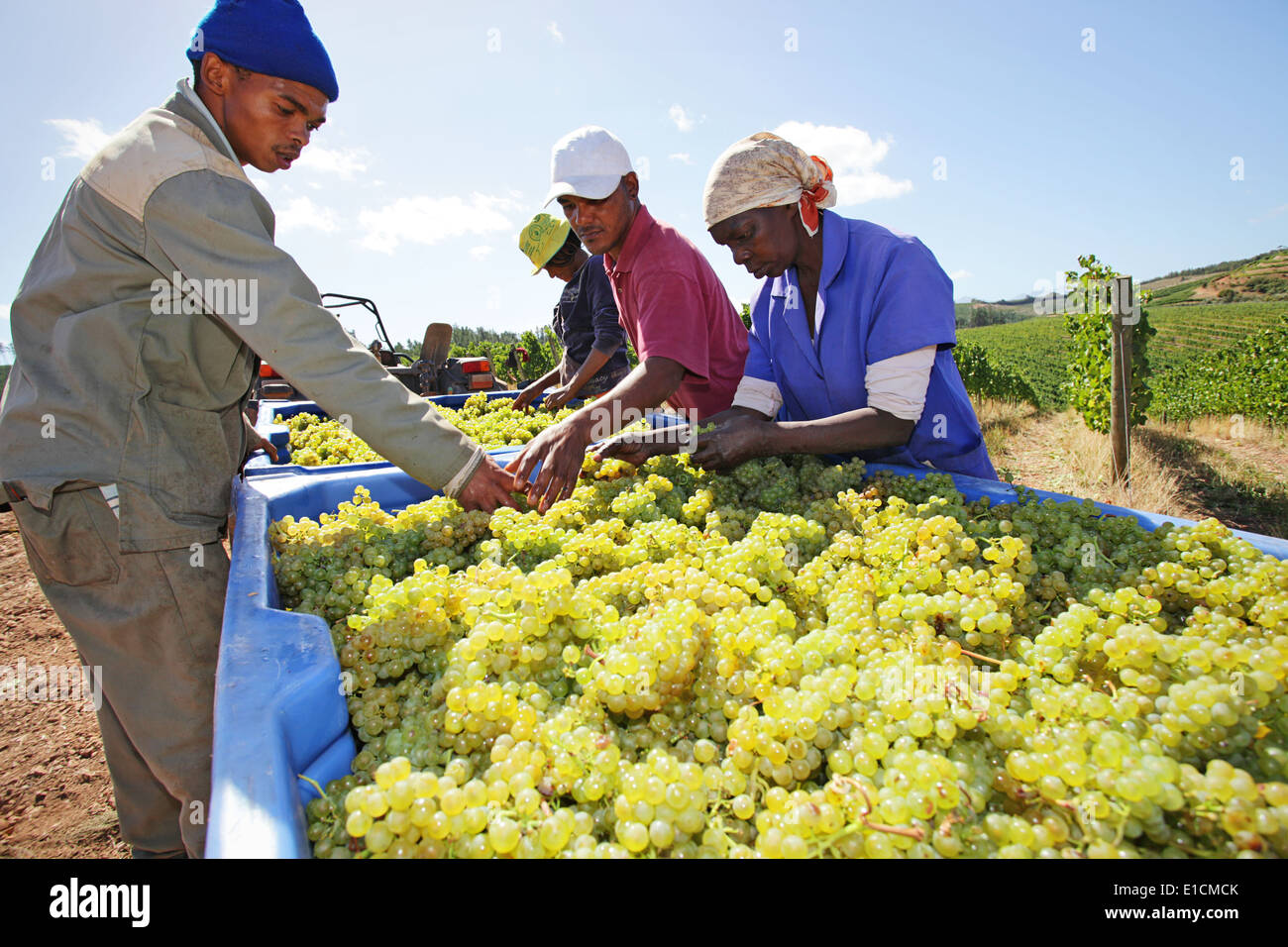 Harvesting grapes on a wine farm in the Elgin Valley, South Africa Stock Photo 69735587 Alamy
