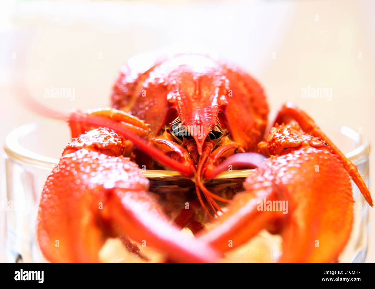 Lobster eyes hires stock photography and images Alamy