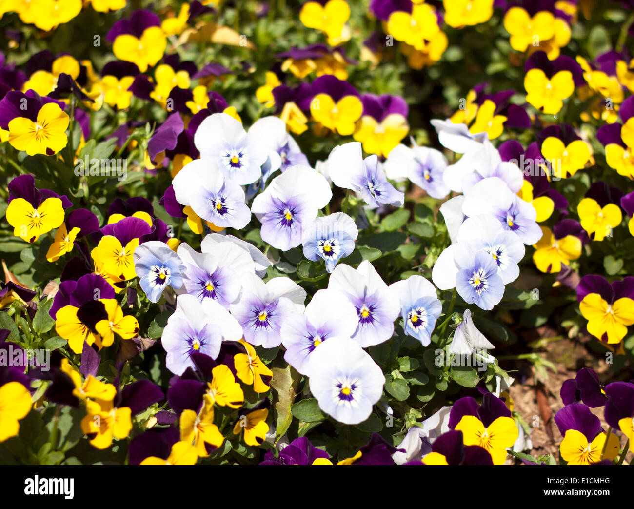 viola tricolor pansy, flower bed bloom in the garden. Stock Photo