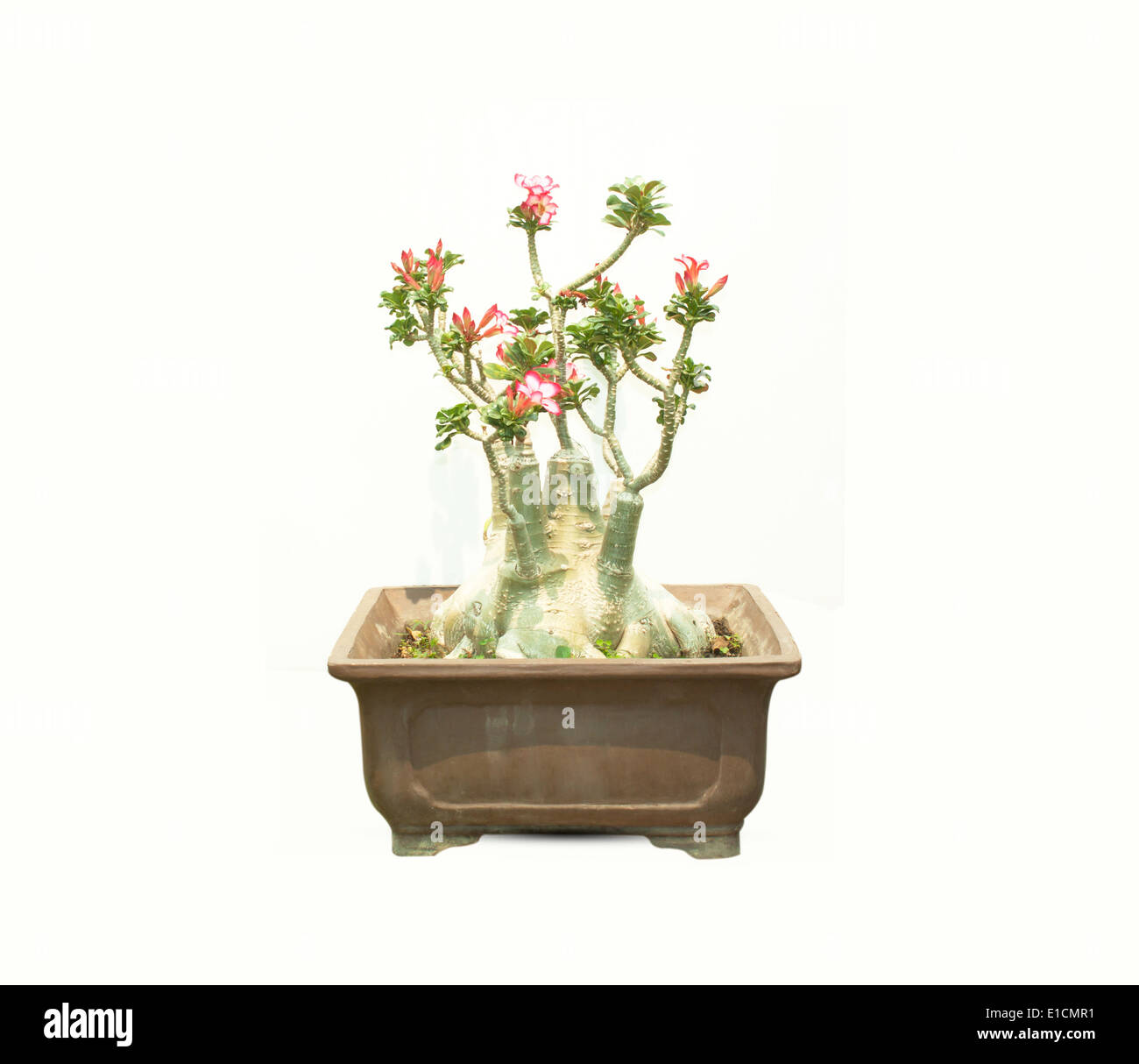 Mock Azalea Mock azalea hi-res stock photography and images - Alamy