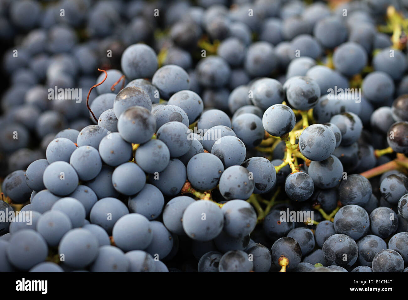 Harvesting grapes on a wine farm in the Elgin Valley, South Africa