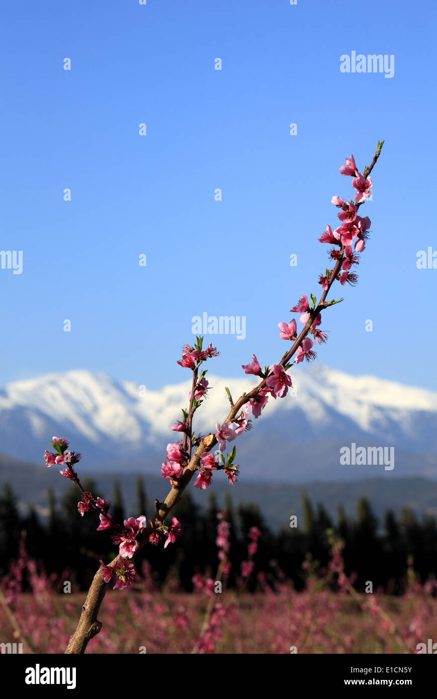 Fields peach blossoms around Thuir, Pyrenees Orientales, Languedoc Roussillon, France Stock Photo