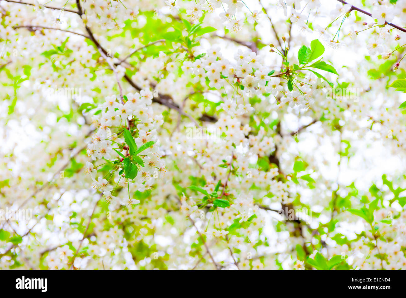 All in bloom hi-res stock photography and images - Alamy