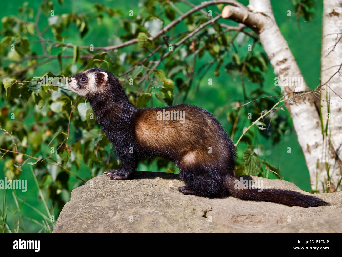 European Polecat (Mustela putorius), UK Stock Photo