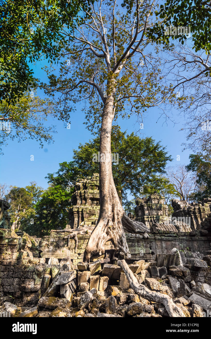 Tree grown over Ta Prohm temple, Cambodia Stock Photo