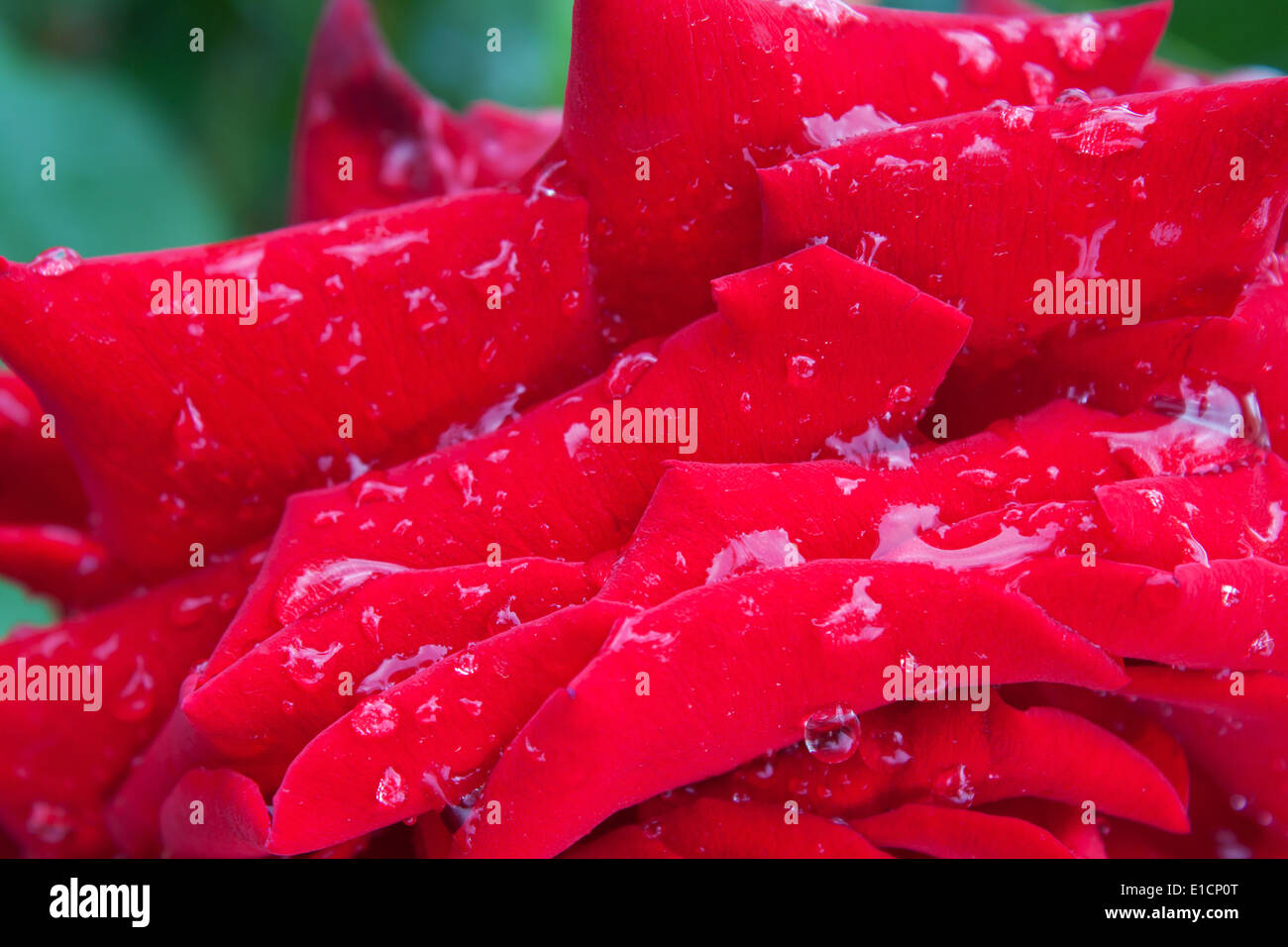 rose petal water drops dewdrops Stock Photo