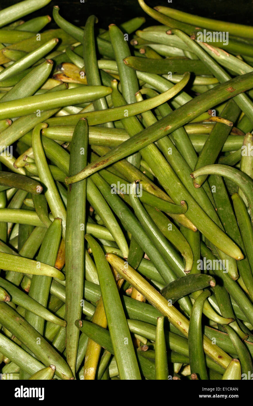 Vanilla farming hires stock photography and images Alamy