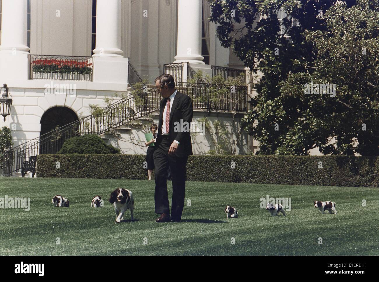 President George H.W. Bush (41) walks on the South Lawn of the White House, followed by Millie and her puppies.  In 1989, Stock Photo