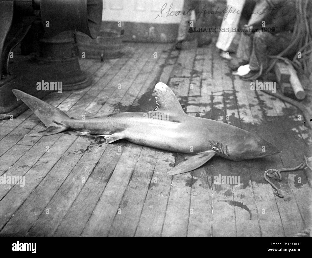 Dead Shark. Hawaiian Islands, 1902 Stock Photo