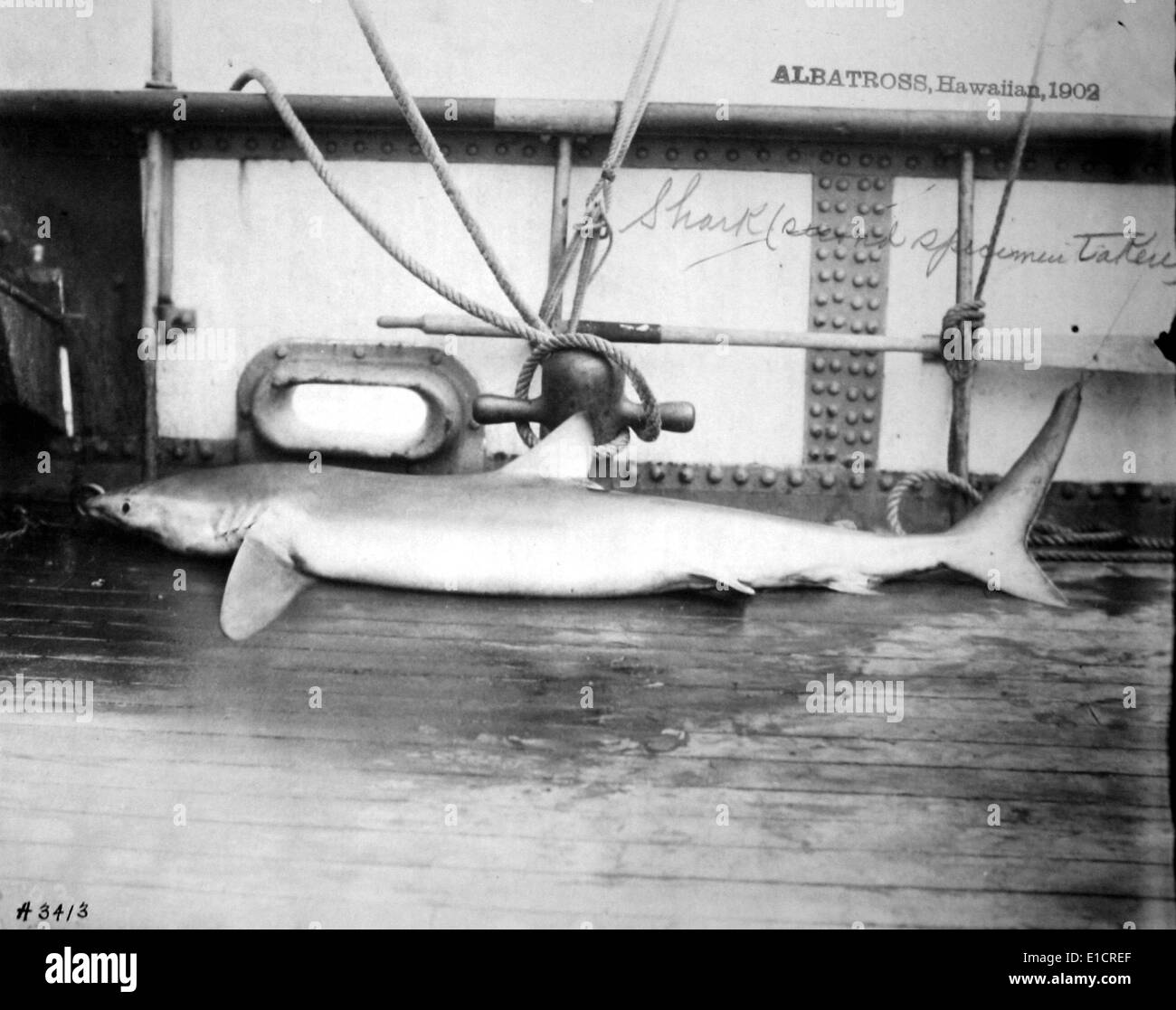 Dead Shark. Hawaiian Islands, 1902 Stock Photo
