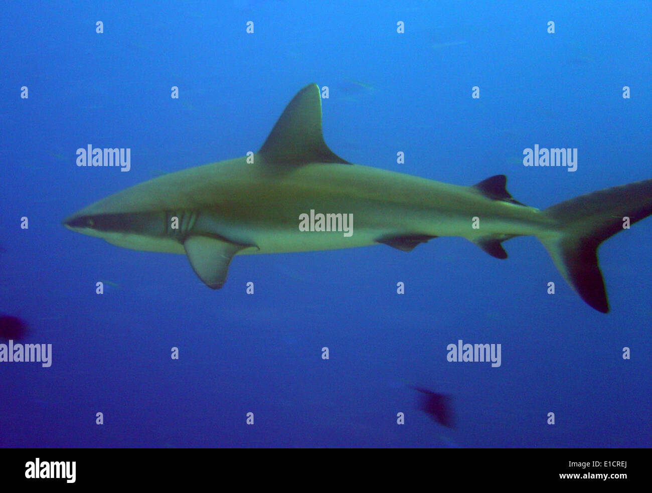 Gray reef shark, near Palau. Stock Photo
