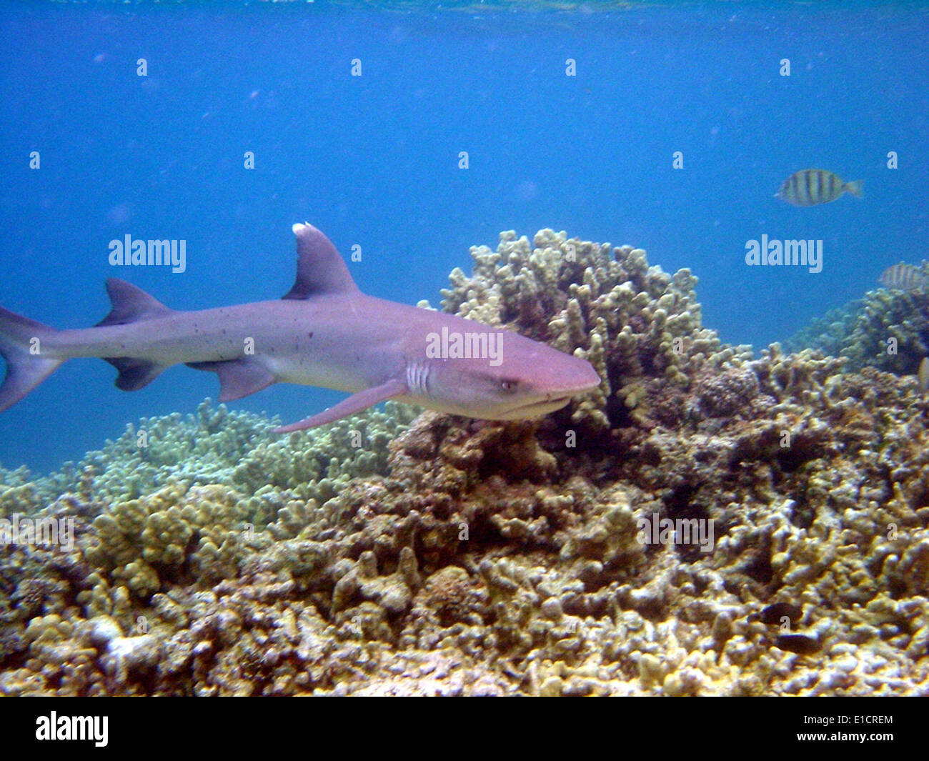 Large shark with remora swimming below. near Palau. Stock Photo