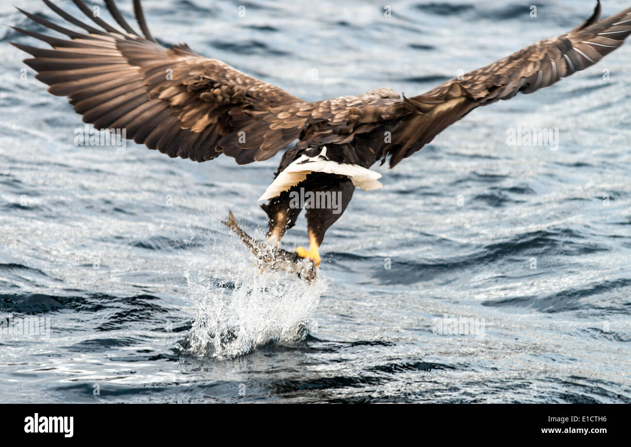 White-tailed Sea Eagle catching a fish in Lofoten Islands Norway Scandinavia Stock Photo