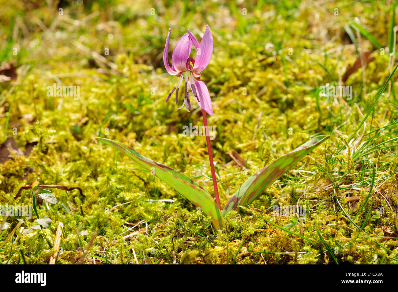 European dog´s tooth violet (Erythronium dens-canis) Stock Photo