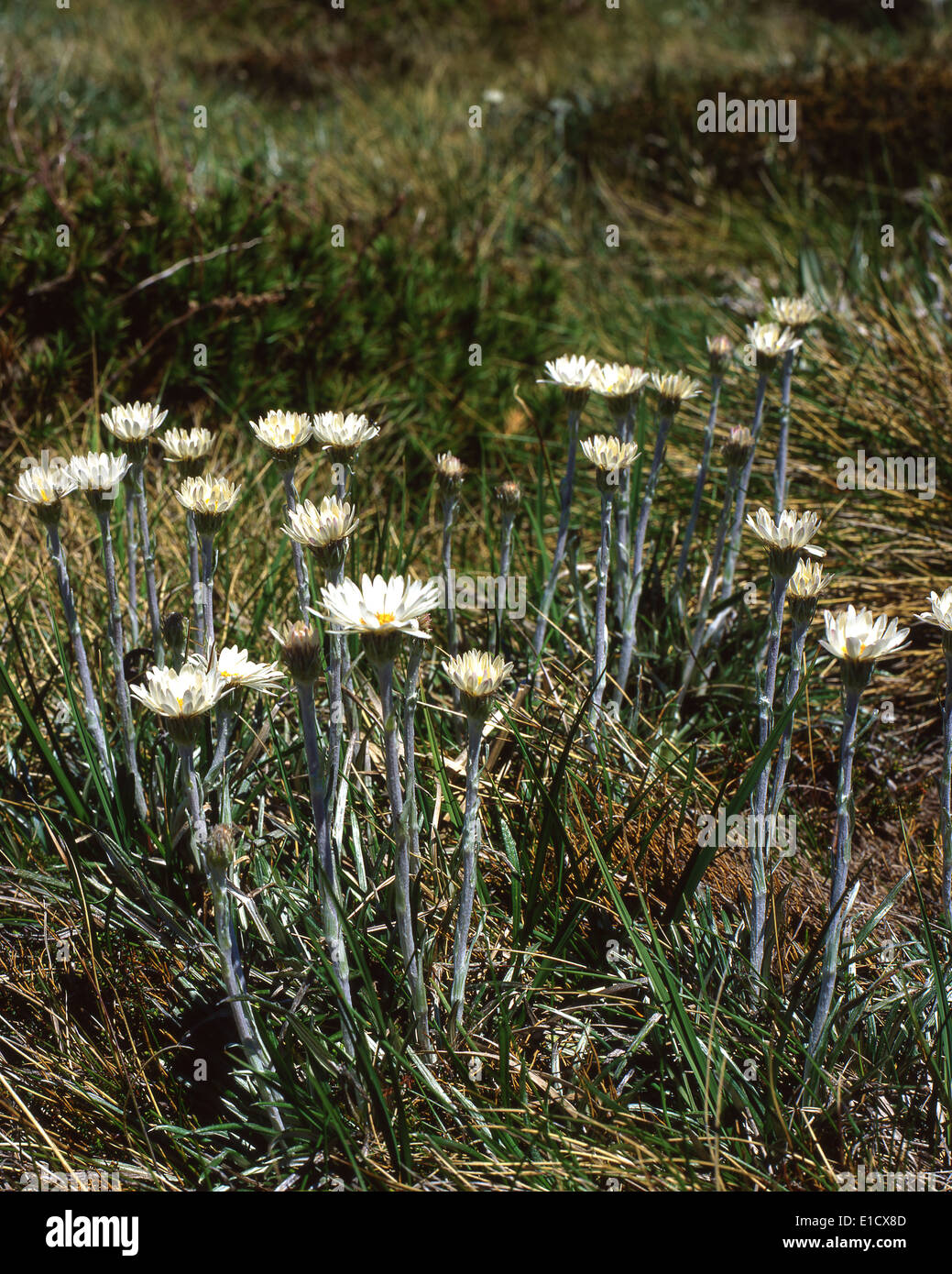 Australia: Silver Daisy (Celmisia), Snowy Mountains, NSW Stock Photo