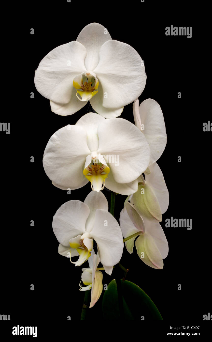 A white orchid against a black background Stock Photo Alamy