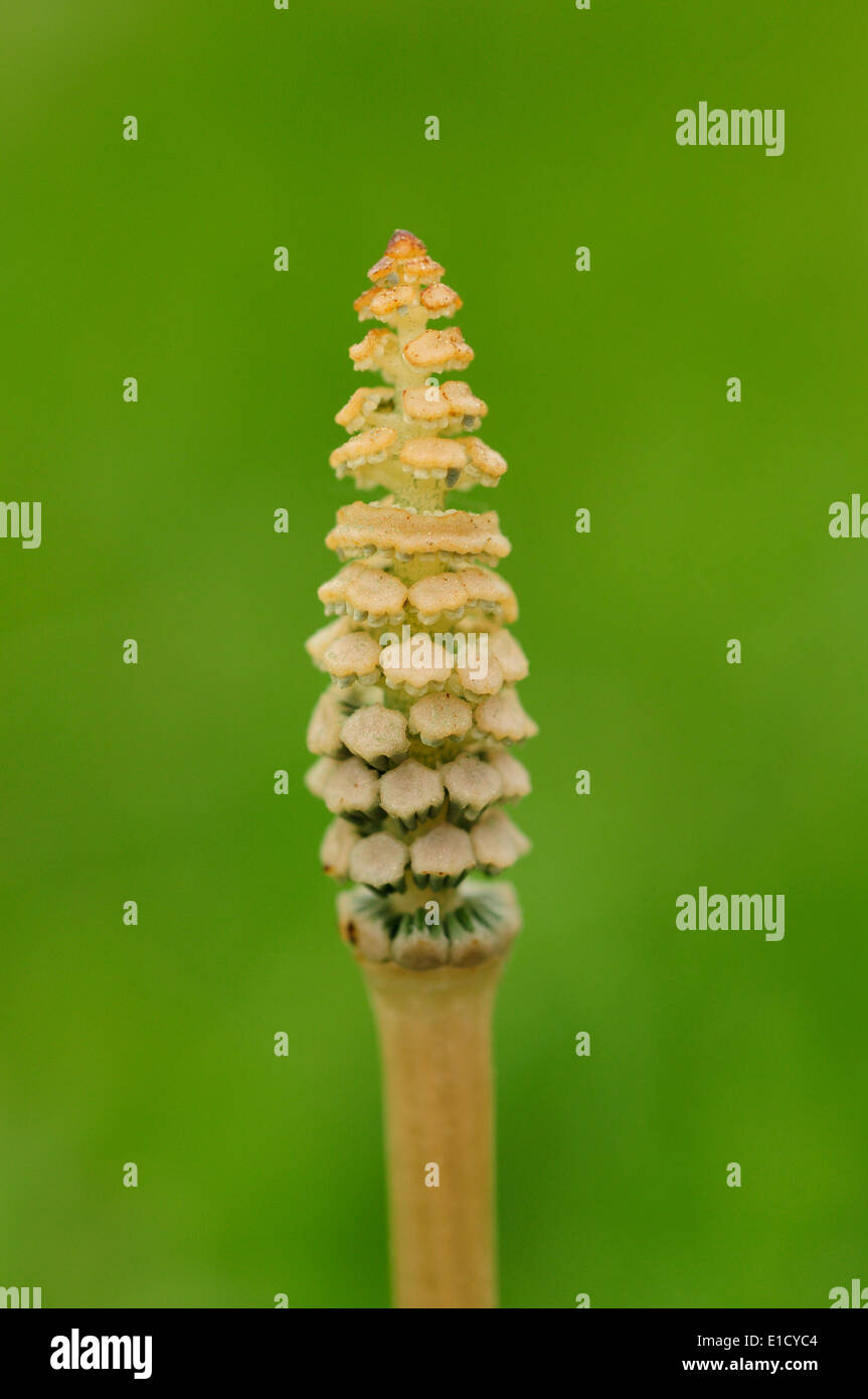 Fertile shoot of the field horsetail (Equisetum arvense) Stock Photo