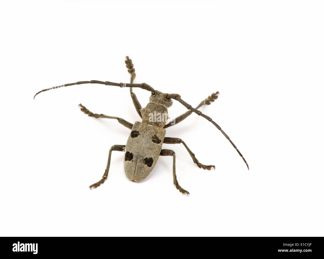 Gray tailor bug isolated on white background Stock Photo