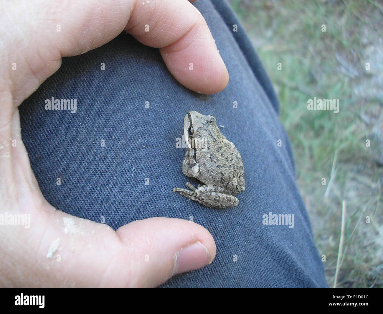 Commonly found frog hi-res stock photography and images - Alamy