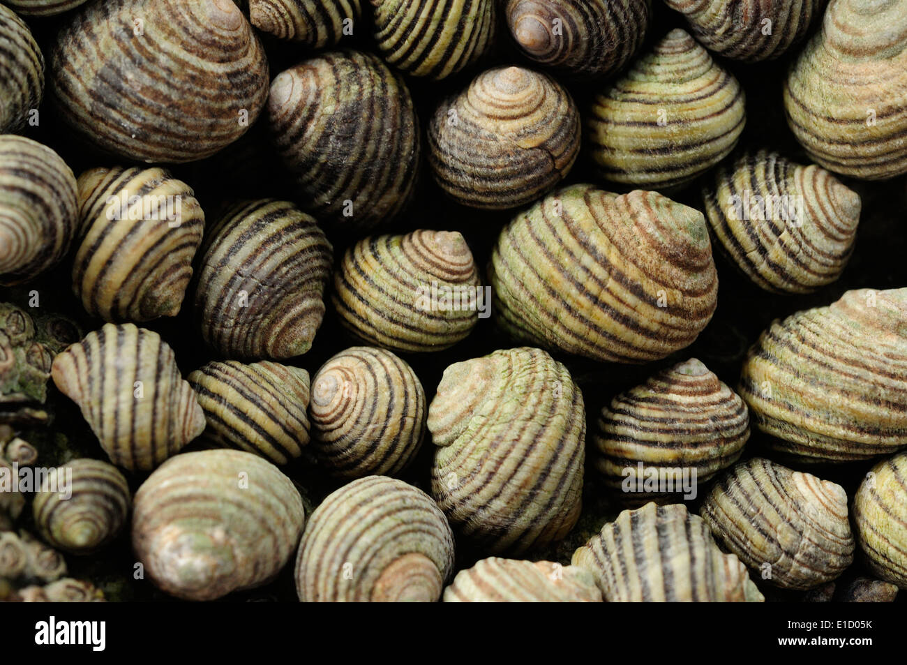 Group of marine winkles Stock Photo