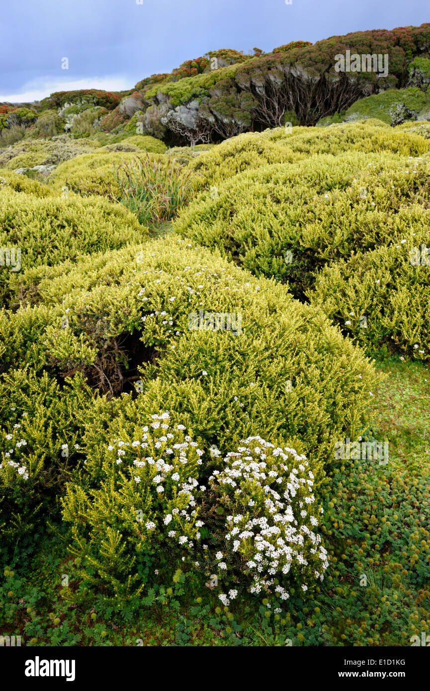Bushes and forest on the sub-Antarctic Enderby island. Stock Photo