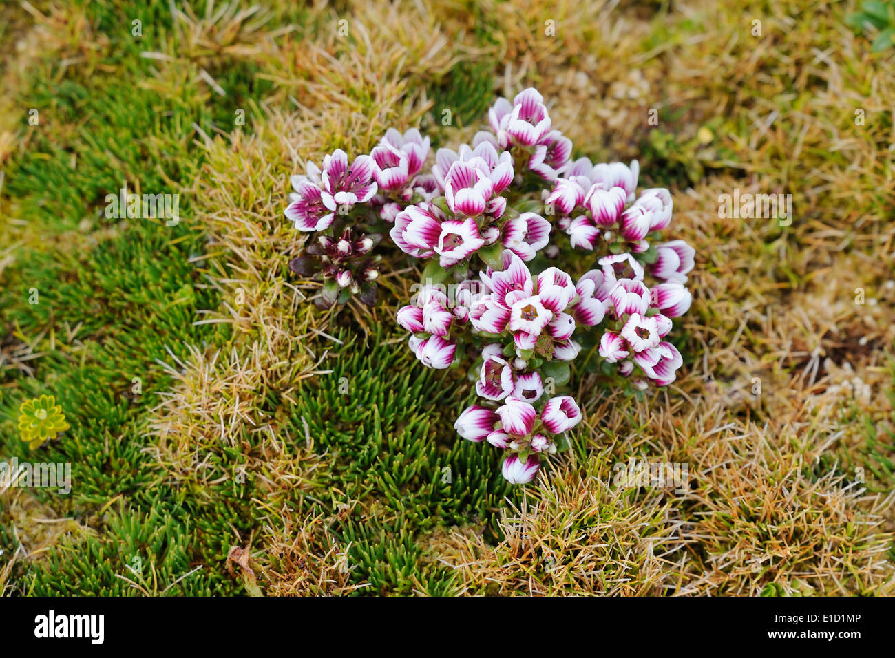 Purple flowers of an Enderby Island Gentian (Gentiana cerina). Stock Photo