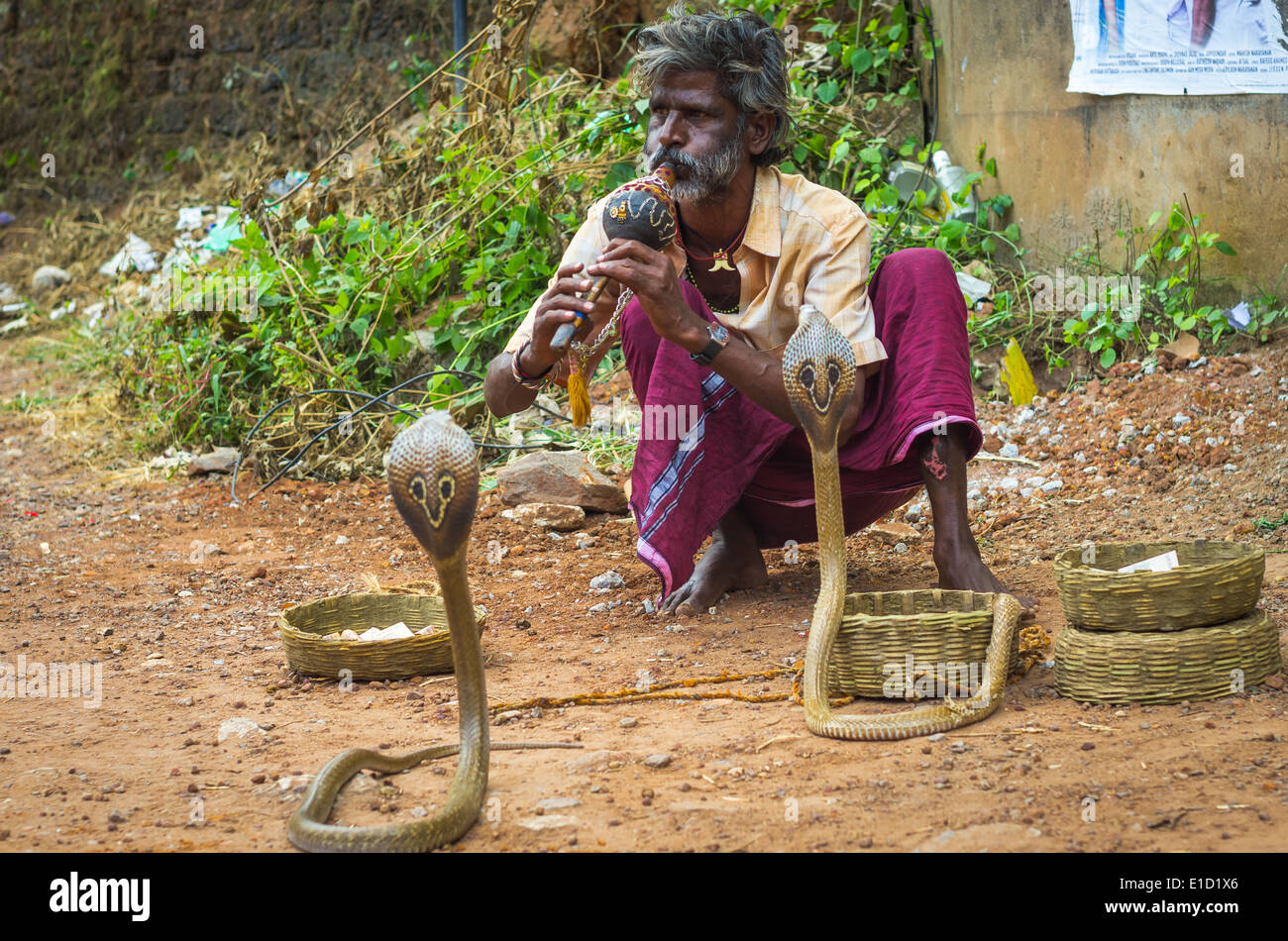 Snake charmer cobra varanasi india hires stock photography and images