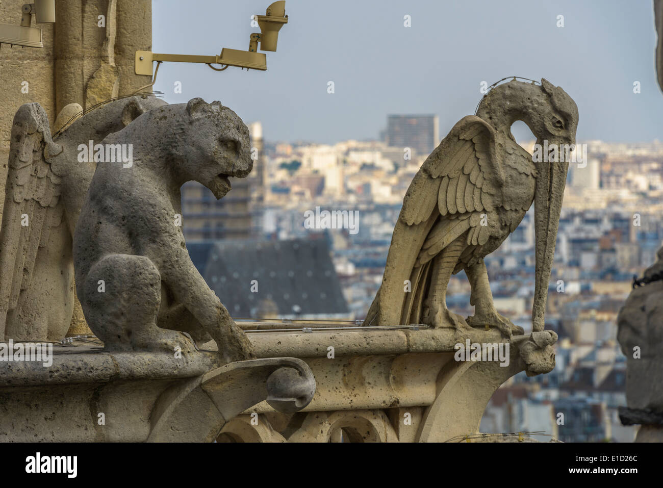 Architectural Detail of Gargoyle statue in Notredame in Paris, France
