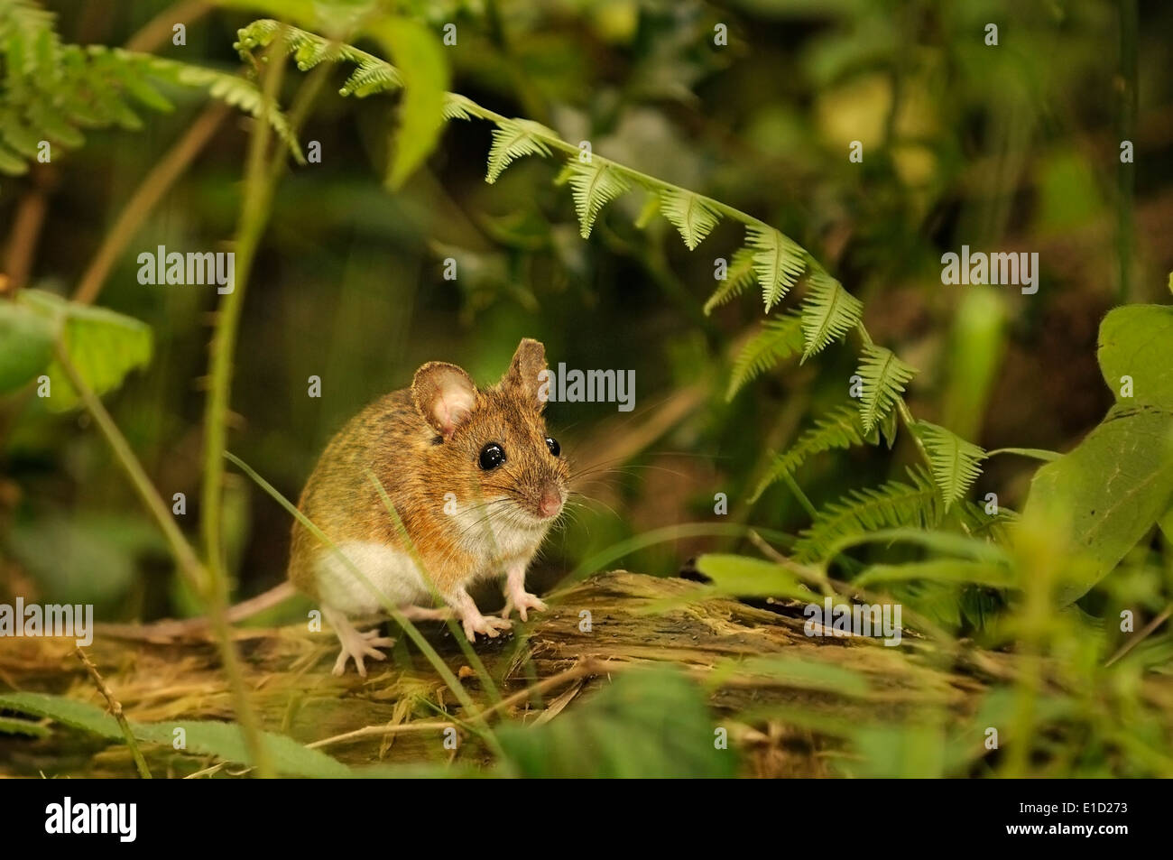 Horizontal portrait of wood mouse, Apodemus sylvaticus, on a branch in a forest. Stock Photo