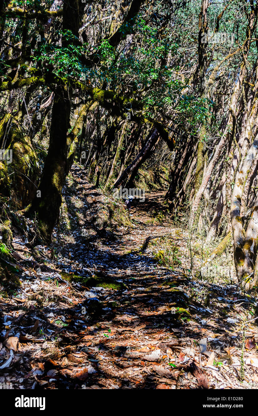 Trekking path through the jungles of Singalila National Park in Himalayan mountains towards Sandakphu Stock Photo